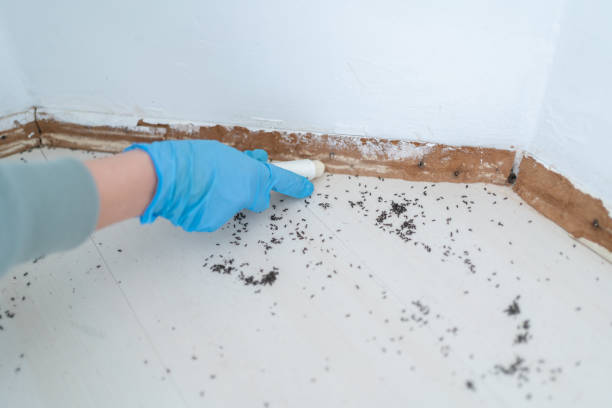 Best Pest Prevention Services  in Haines City, FL